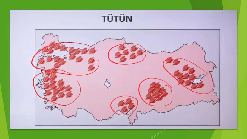 TÜRKİYE'DE TARIM Tarım Tipleri
▸ Ekstansif Tarım
eski tarım
geleneksel, kaba, eski tarım
İklim koşullarına bağlıdır ve verim düşüktür
Genell