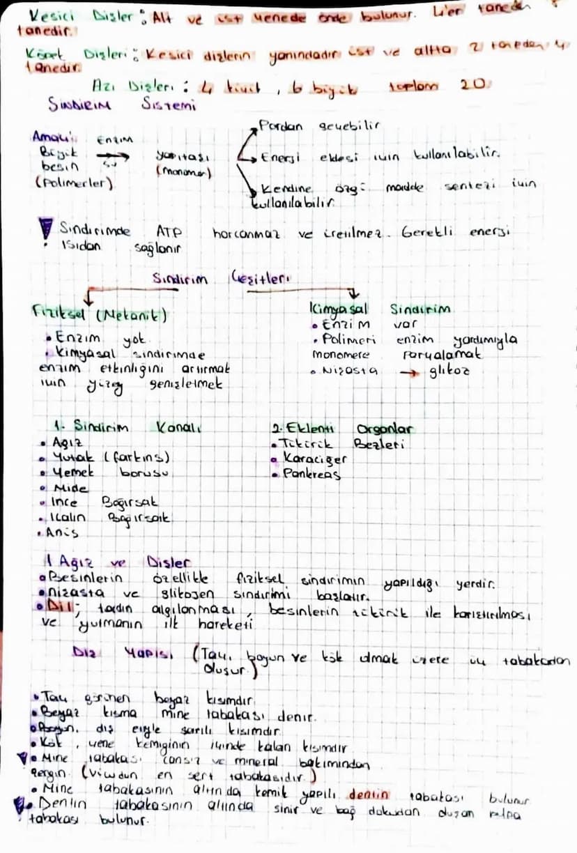 Kesici Disler Alt ve ist Menede onde bulunur. L'er fane
tanedir.
Köpek Dişleri: Kesici dişlerin yanındadır est ve altta 2 Freder
tanedir.
Az