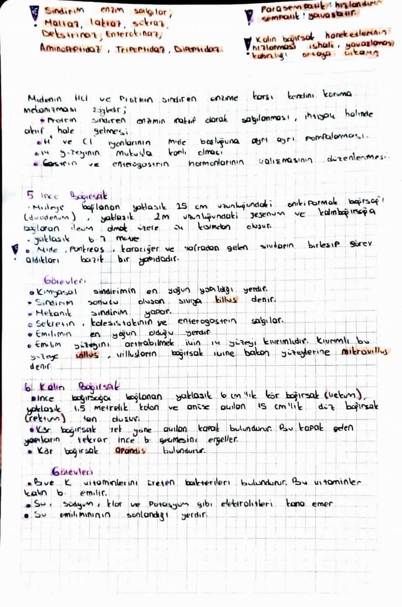 Kesici Disler Alt ve ist Menede onde bulunur. L'er fane
tanedir.
Köpek Dişleri: Kesici dişlerin yanındadır est ve altta 2 Freder
tanedir.
Az