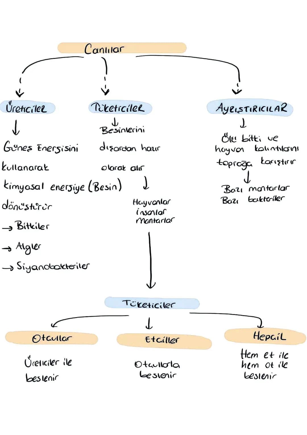 Canlılar
Üreticiler
↓
Tüketiciler
ل
Besinlerini
dışardan haur
Gunes Energisini
olarak alır
kullanarak
kimyasal enersiye (Besin)
dönüştürür
→