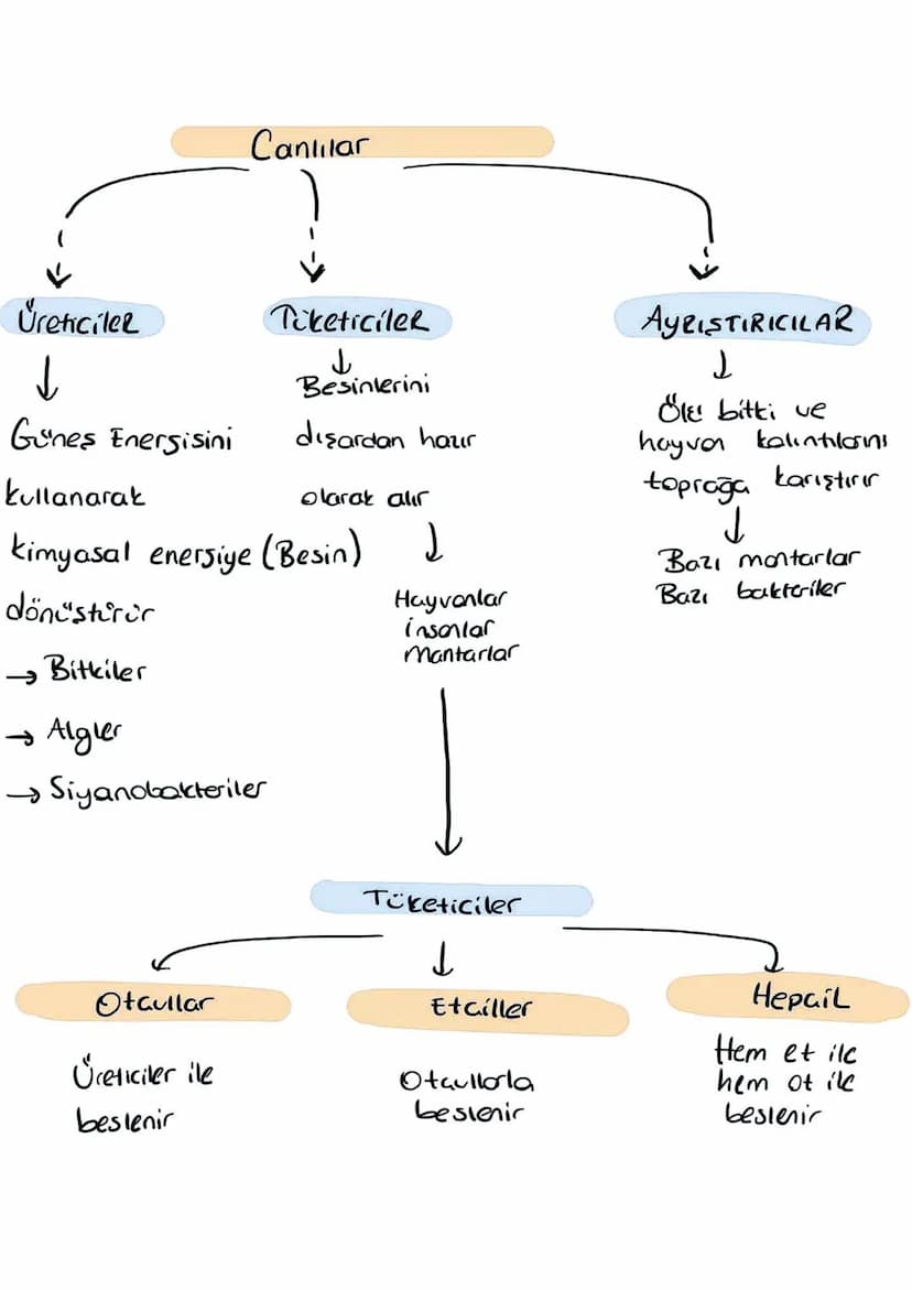 Canlılar
Üreticiler
↓
Tüketiciler
ل
Besinlerini
dışardan haur
Gunes Energisini
olarak alır
kullanarak
kimyasal enersiye (Besin)
dönüştürür
→