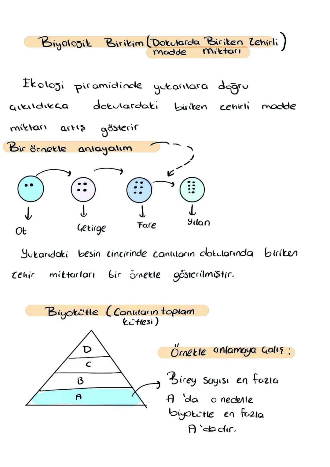 Canlılar
Üreticiler
↓
Tüketiciler
ل
Besinlerini
dışardan haur
Gunes Energisini
olarak alır
kullanarak
kimyasal enersiye (Besin)
dönüştürür
→