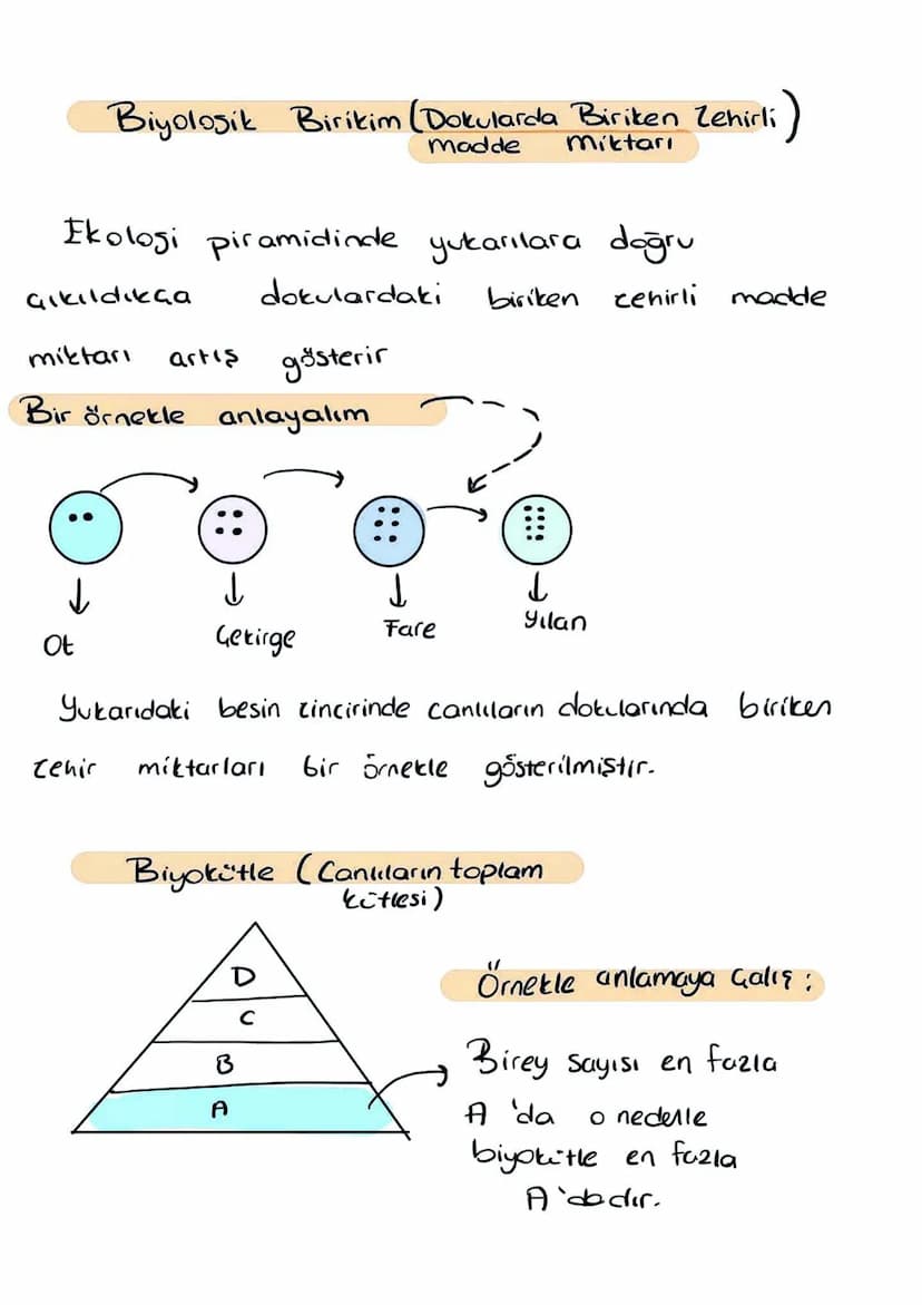 Canlılar
Üreticiler
↓
Tüketiciler
ل
Besinlerini
dışardan haur
Gunes Energisini
olarak alır
kullanarak
kimyasal enersiye (Besin)
dönüştürür
→