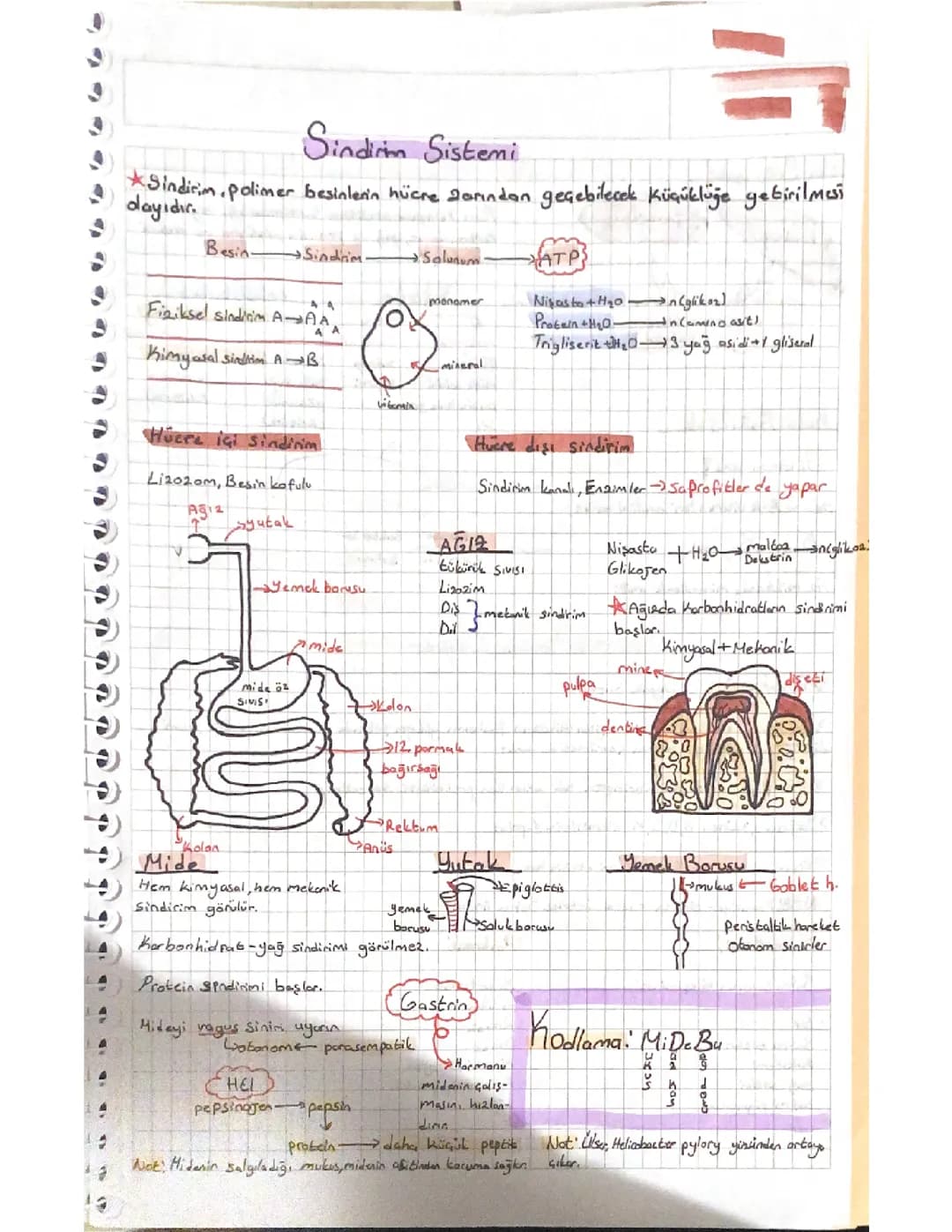 Biyoloji 11.sınıf