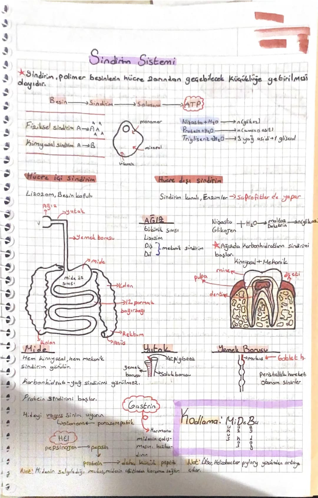 Sindirim Sistemi
=
Sindirim, polimer besinlerin hücre 2arından geçebilecek Küçüklüğe getirilmesi
dayıdır.
Besin-
→Sindirim.
→Salunum
ATP}
mo