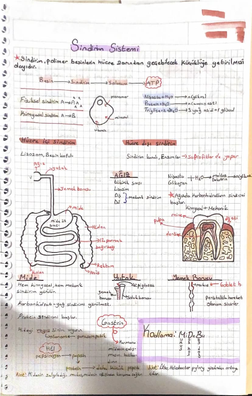 Sindirim Sistemi
=
Sindirim, polimer besinlerin hücre 2arından geçebilecek Küçüklüğe getirilmesi
dayıdır.
Besin-
→Sindirim.
→Salunum
ATP}
mo
