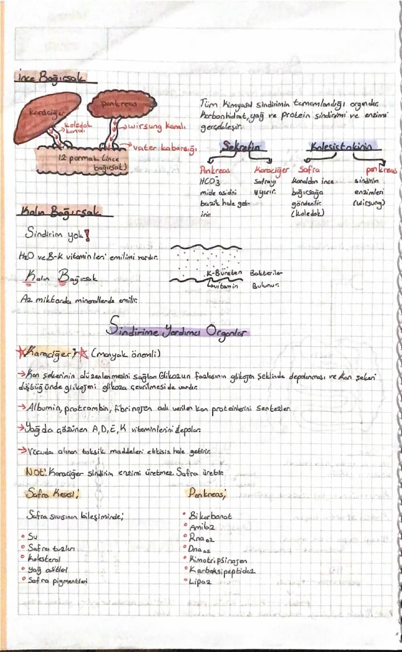 Sindirim Sistemi
=
Sindirim, polimer besinlerin hücre 2arından geçebilecek Küçüklüğe getirilmesi
dayıdır.
Besin-
→Sindirim.
→Salunum
ATP}
mo