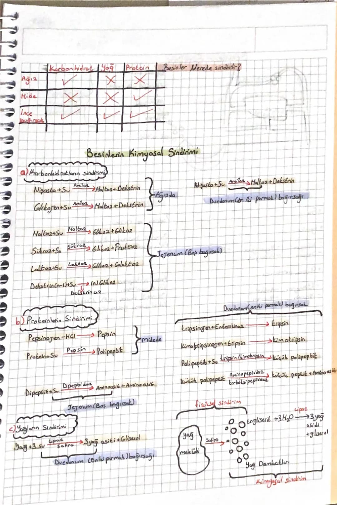 Sindirim Sistemi
=
Sindirim, polimer besinlerin hücre 2arından geçebilecek Küçüklüğe getirilmesi
dayıdır.
Besin-
→Sindirim.
→Salunum
ATP}
mo