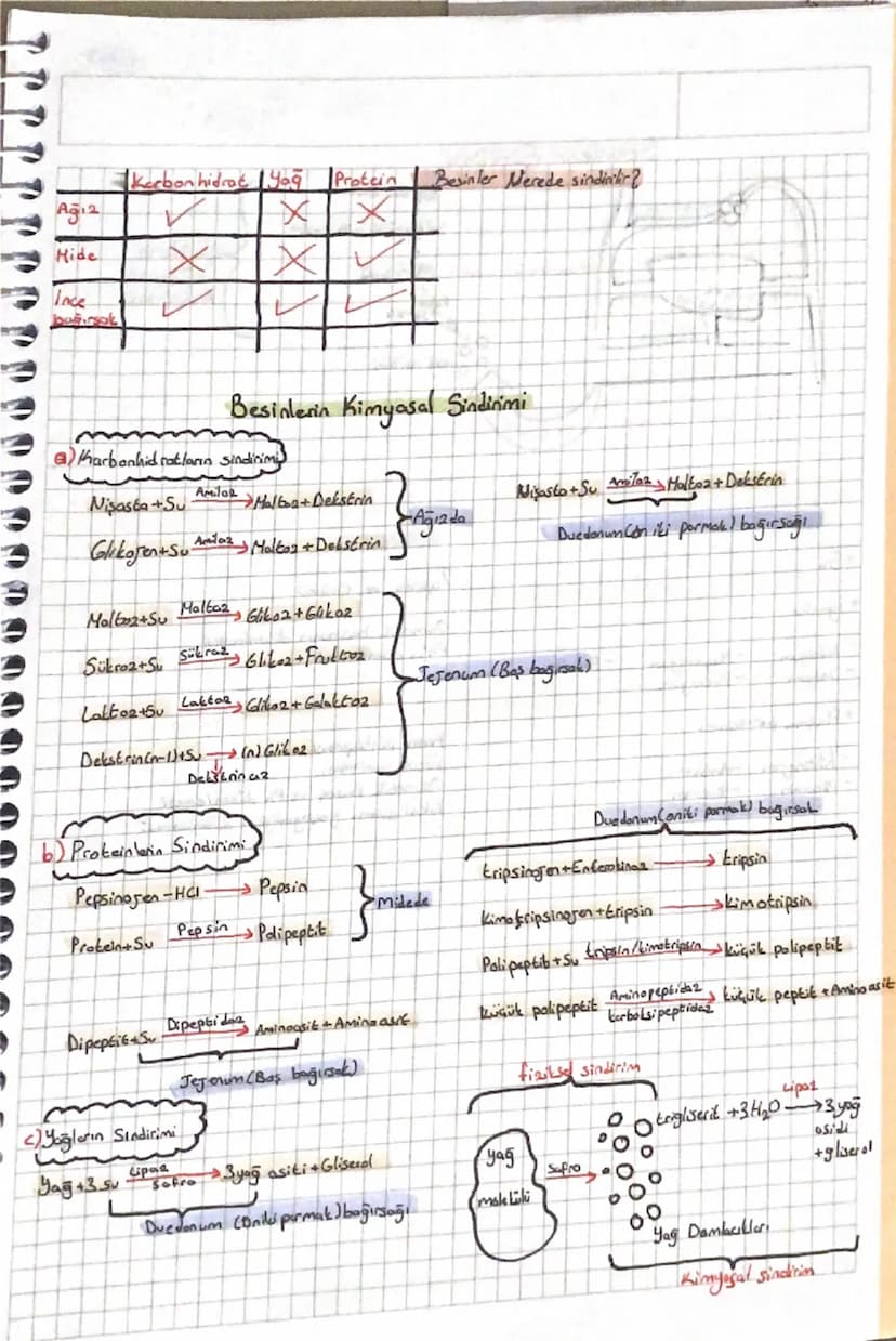 Sindirim Sistemi
=
Sindirim, polimer besinlerin hücre 2arından geçebilecek Küçüklüğe getirilmesi
dayıdır.
Besin-
→Sindirim.
→Salunum
ATP}
mo