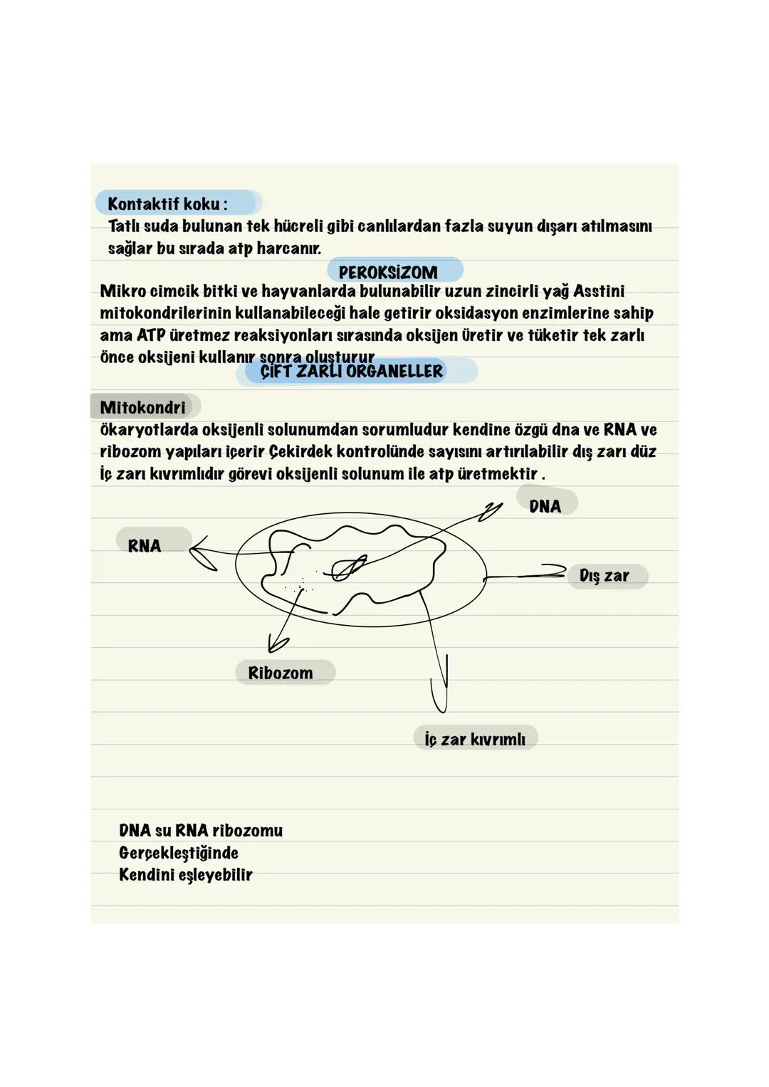  Hücresel
yapı
Hücresel
BİYOLOJİ
CANLILARIN ORTAK
ÖZELLİKLERİ
solunum
Beslenme
Boşaltım
Hemostazi
Uyum
Protein
snt
Hareket
Büyüme ve gelişme