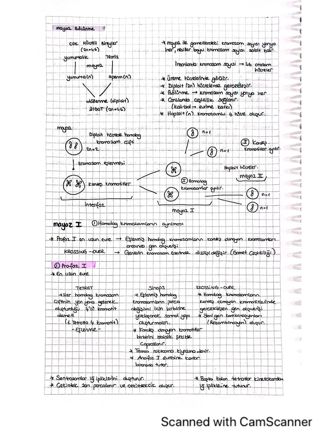 Mayoz Bölünme ve Eşeyli Üreme 10. Sınıf: Konu Anlatımı, Eşeyli Üreme Çeşitleri, Krossing Over