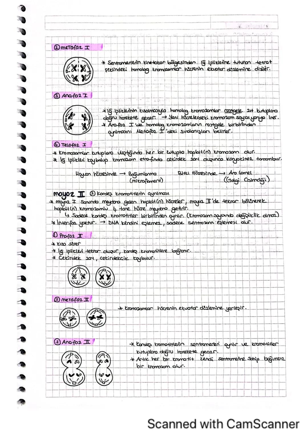 mayoz Bölünme
ÇOK Hücreli Bireyler
(20-46)
yumurtalik
☐ mayo2
Testis
yumurta (n)
sperm (n)
döllenme (diploit).
21GOT (20-46)
Diploit hicrede