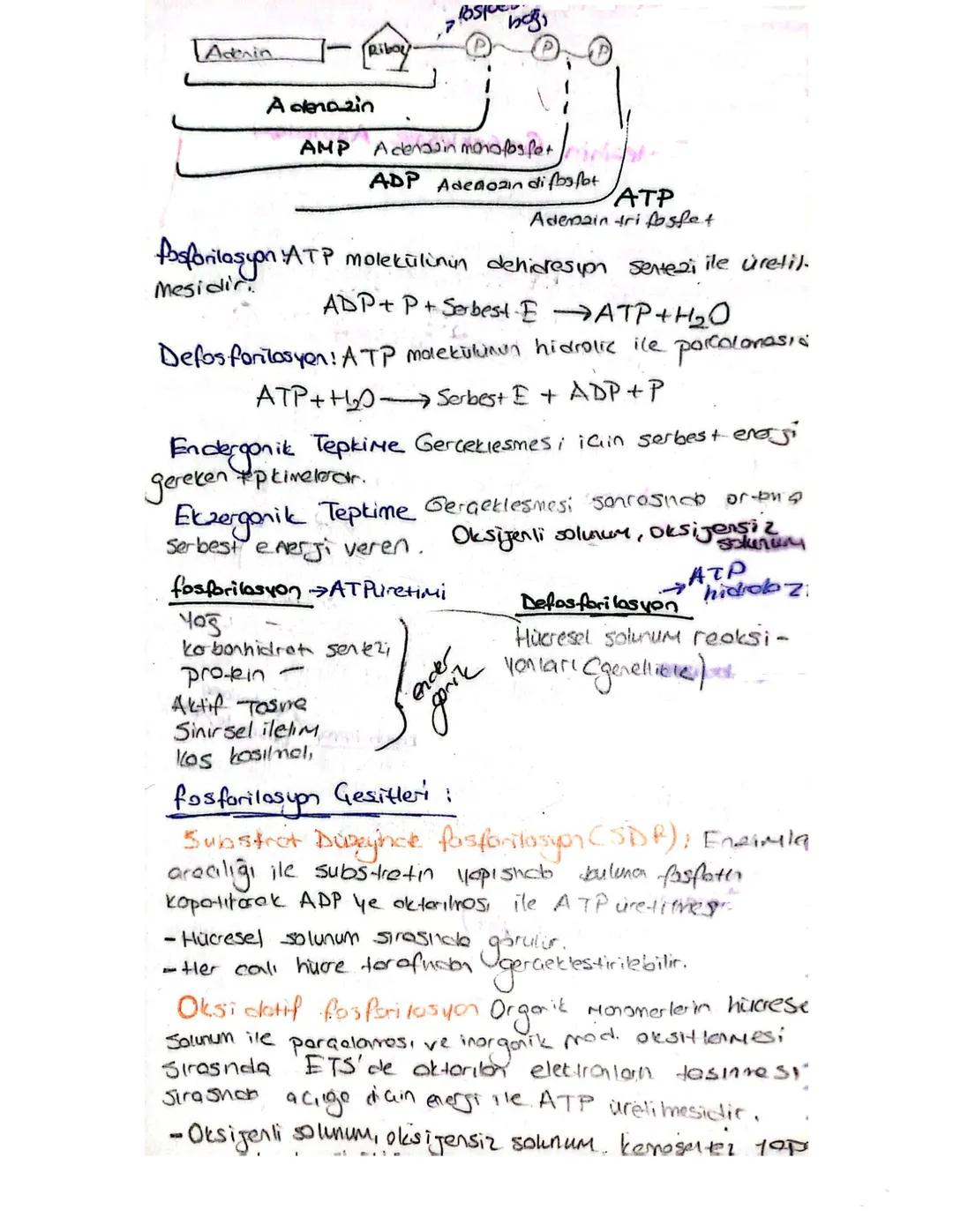 Fotosentez kemosentez