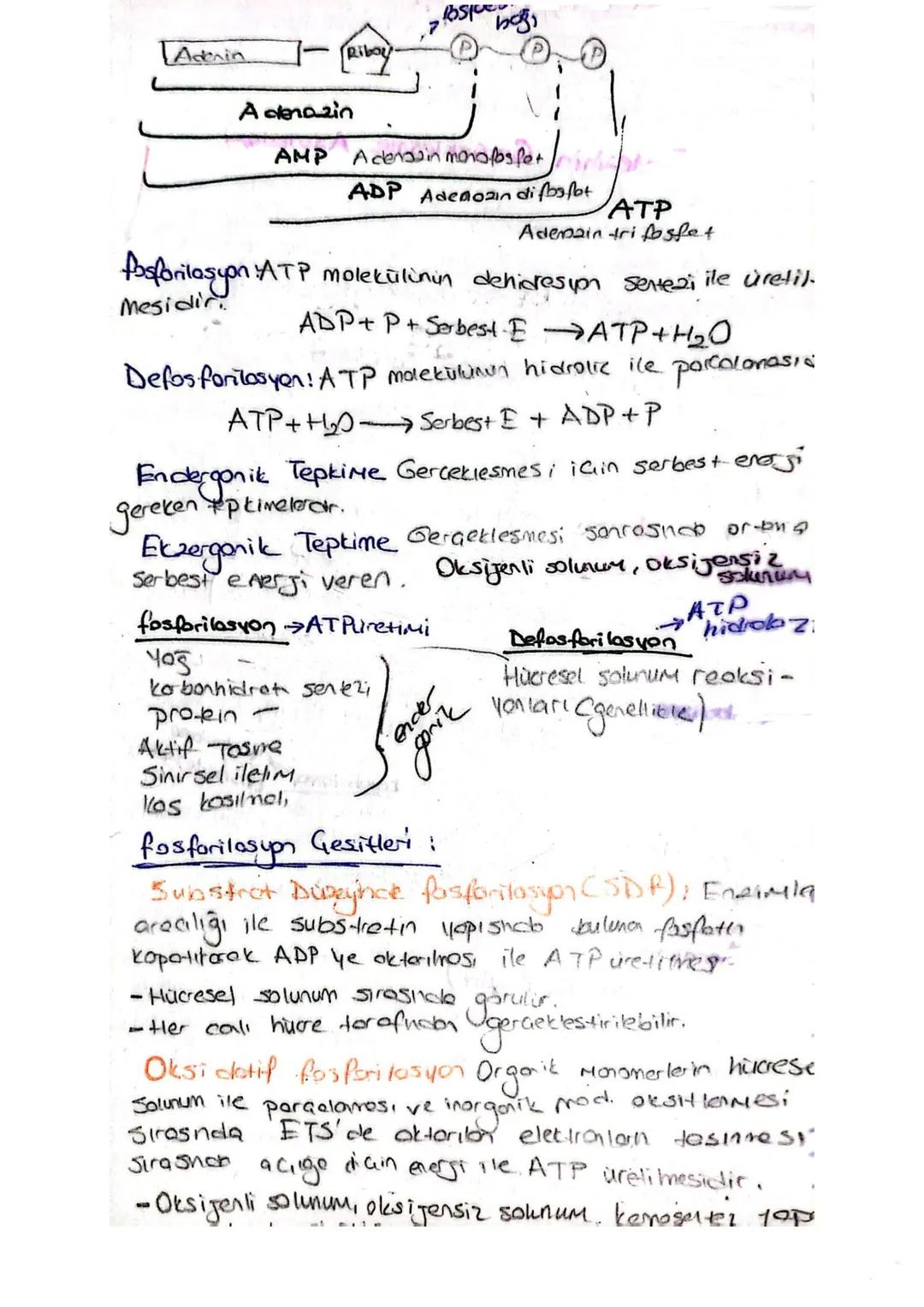 Adenin
]-
[Riboy.
A denazin
AMP Adengan monofosfet mit
ADP Adenozin difosfot
ATP
Ademain tri fosfet
fosforilasyon: ATP molekülinin dehidresi