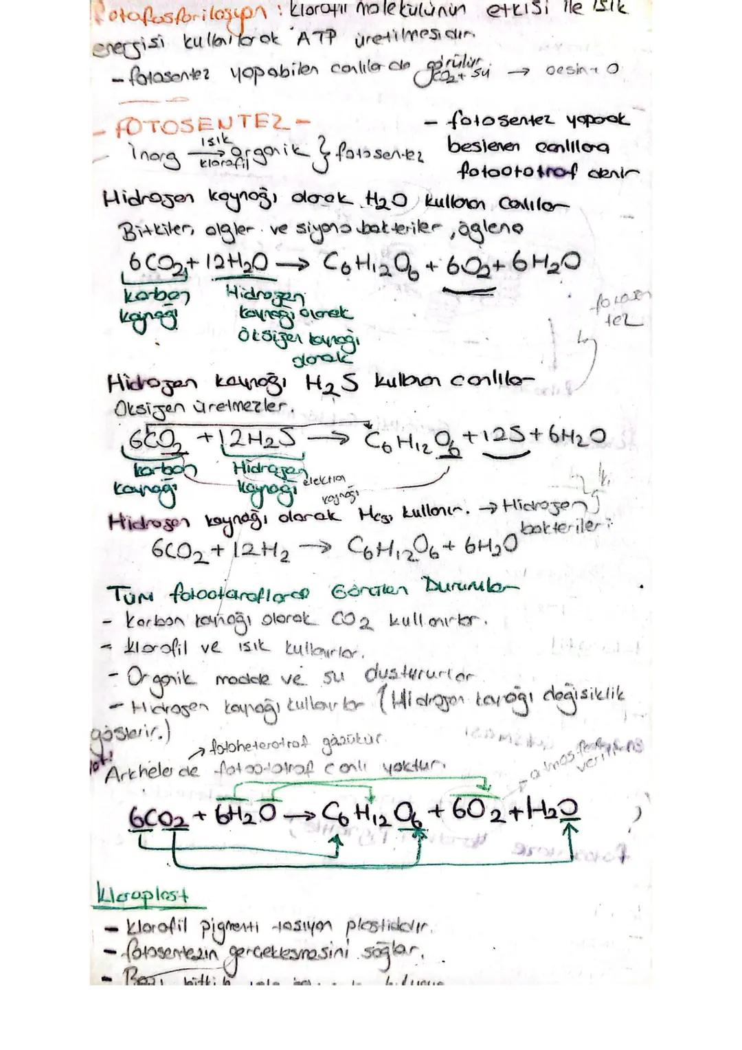 Adenin
]-
[Riboy.
A denazin
AMP Adengan monofosfet mit
ADP Adenozin difosfot
ATP
Ademain tri fosfet
fosforilasyon: ATP molekülinin dehidresi