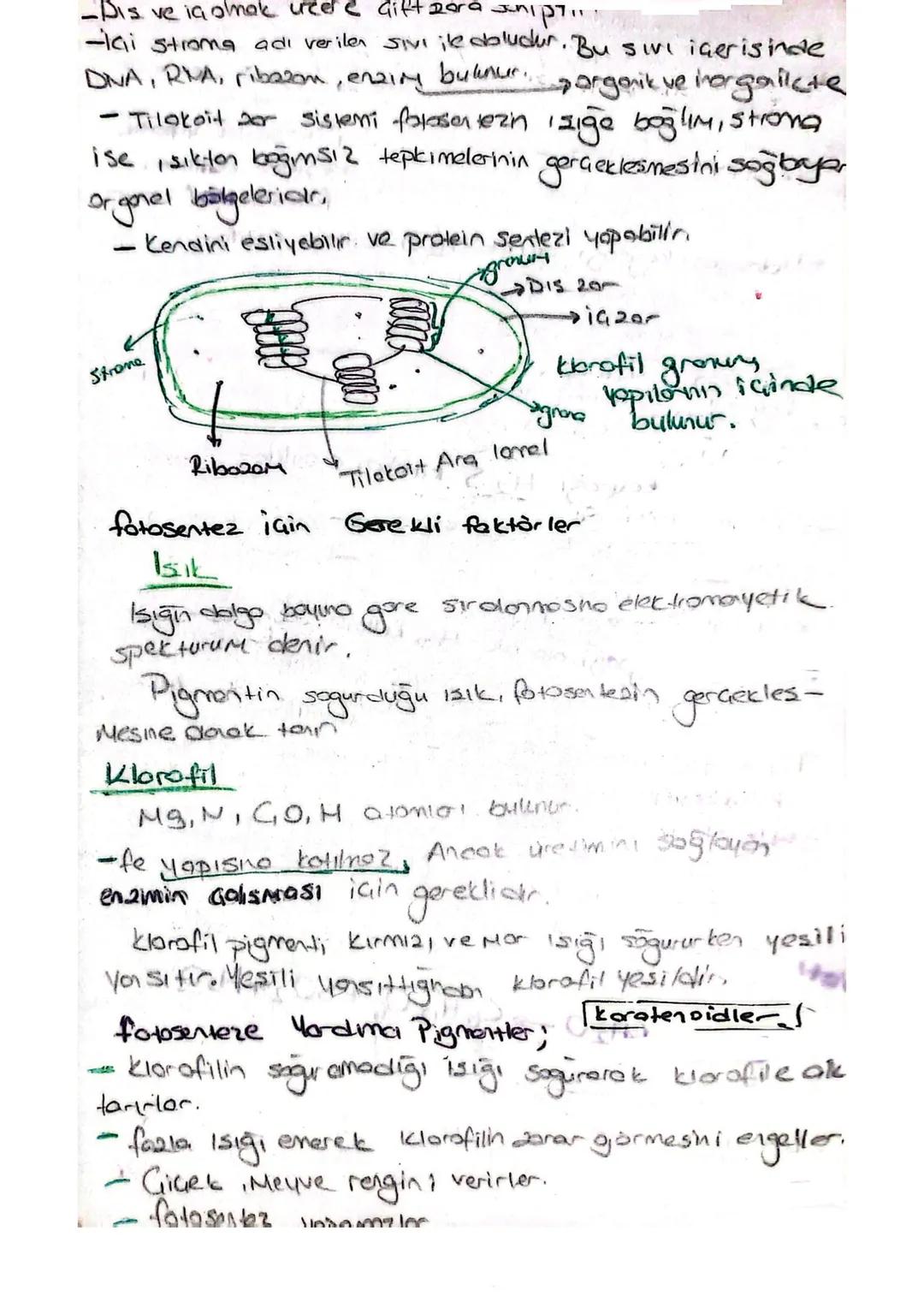 Adenin
]-
[Riboy.
A denazin
AMP Adengan monofosfet mit
ADP Adenozin difosfot
ATP
Ademain tri fosfet
fosforilasyon: ATP molekülinin dehidresi