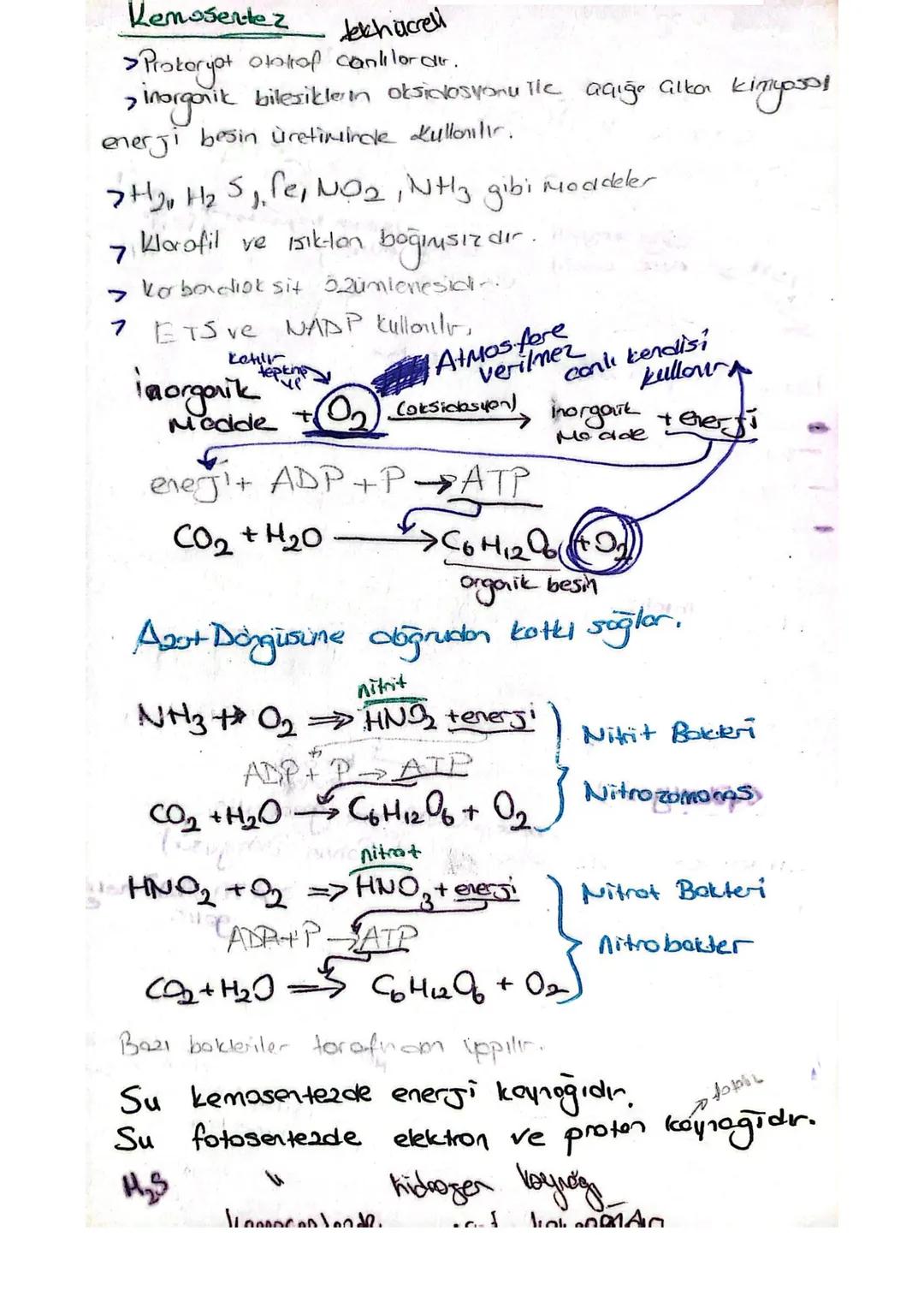 Adenin
]-
[Riboy.
A denazin
AMP Adengan monofosfet mit
ADP Adenozin difosfot
ATP
Ademain tri fosfet
fosforilasyon: ATP molekülinin dehidresi