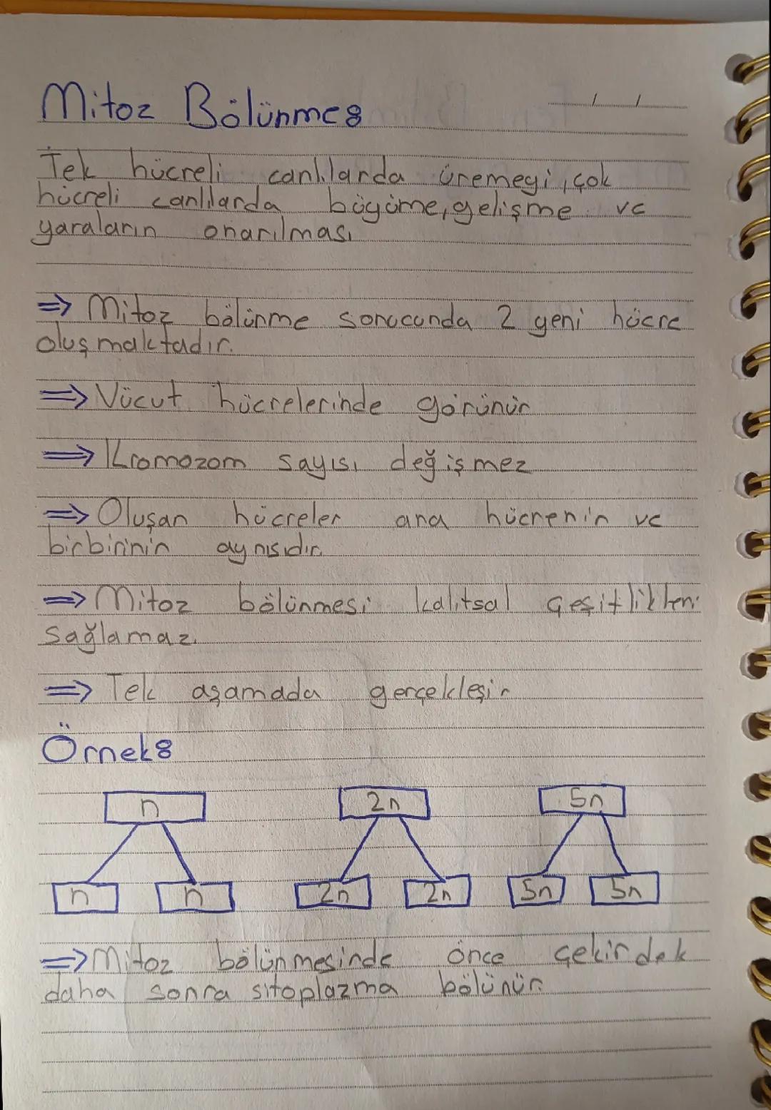 Mitoz ve mayor bölünmesi