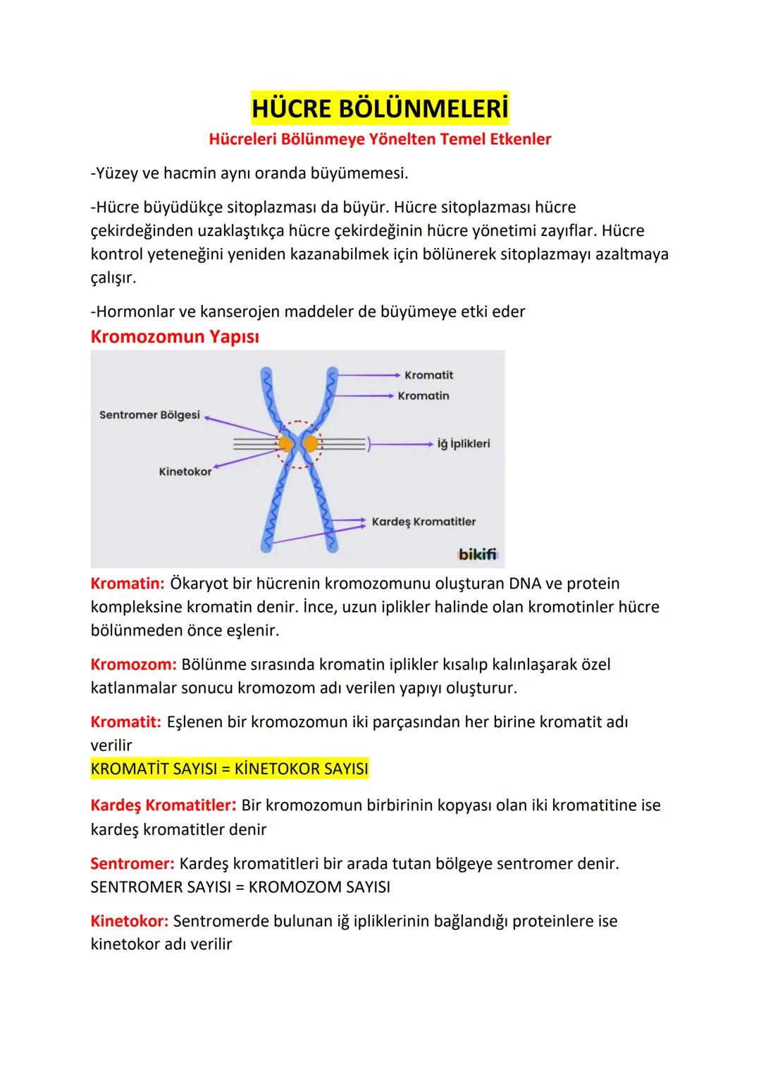 Hücre bölünmeleri ve Evreler