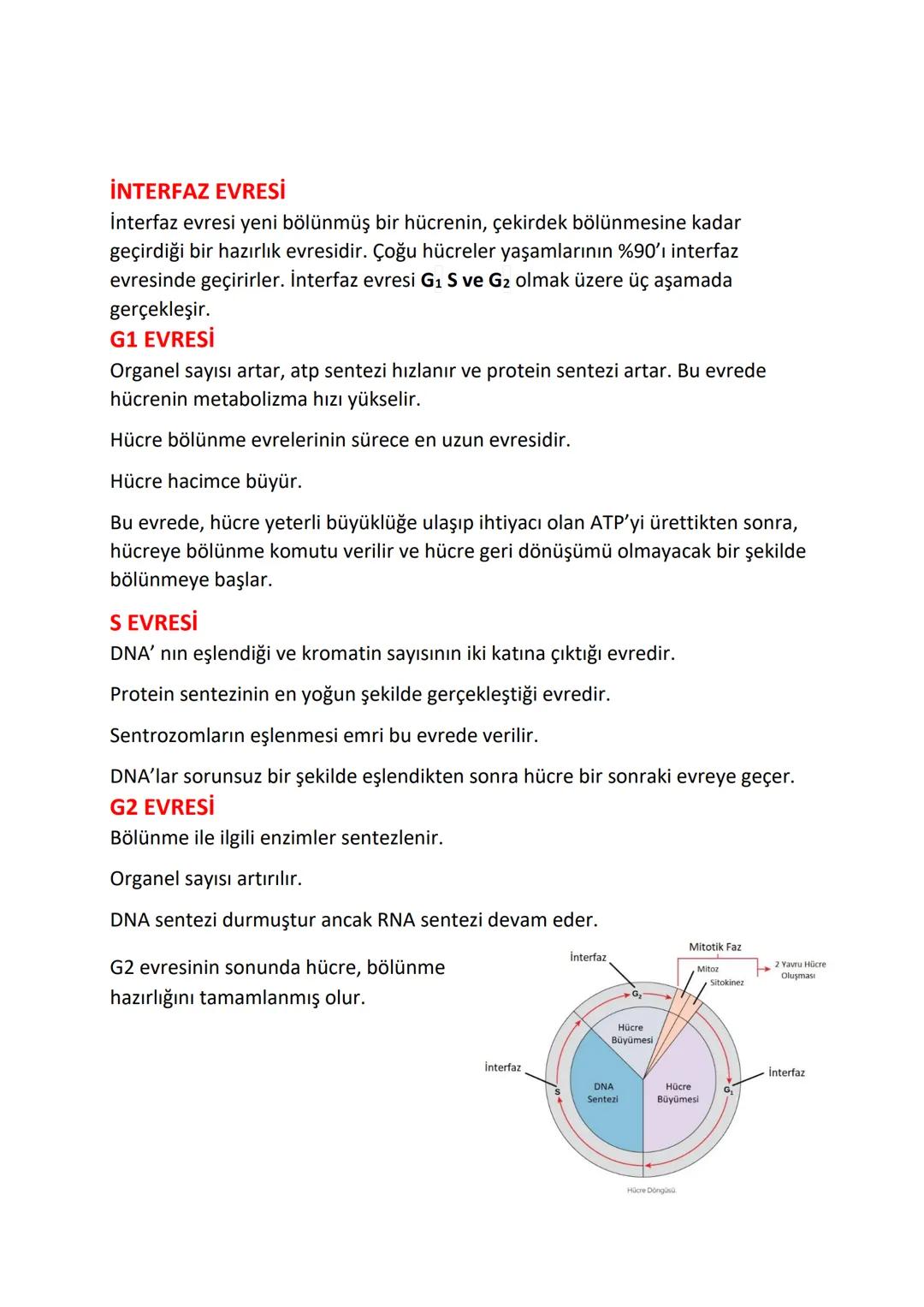 # HÜCRE BÖLÜNMELERİ
Hücreleri Bölünmeye Yönelten Temel Etkenler

-Yüzey ve hacmin aynı oranda büyümemesi.

-Hücre büyüdükçe sitoplazması da 