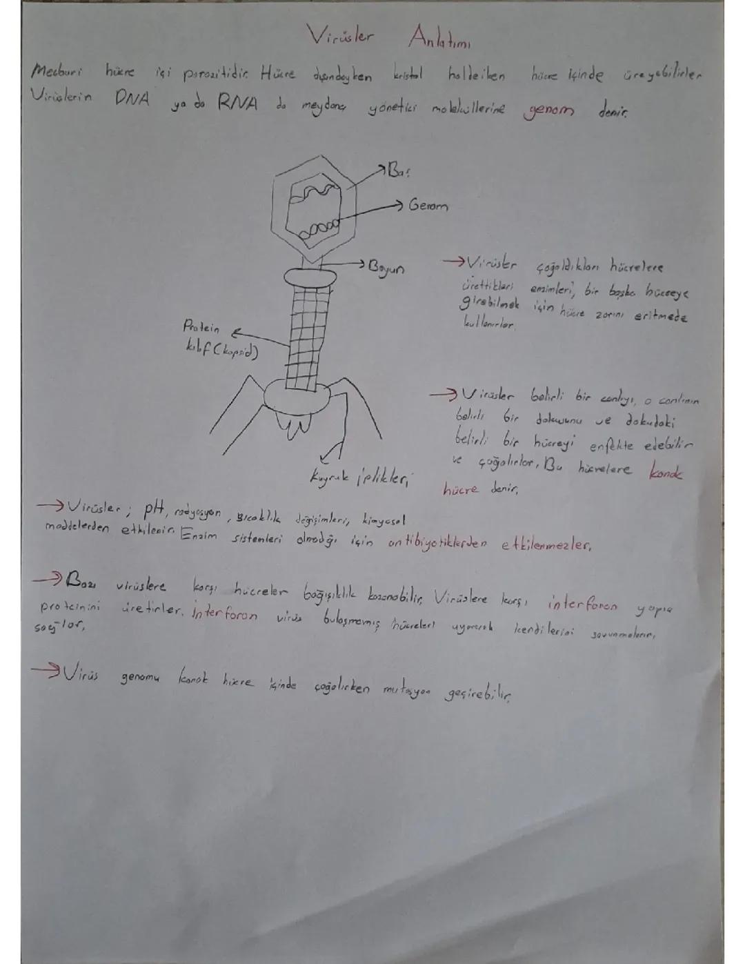 9.sınıf biyoloji virüsler