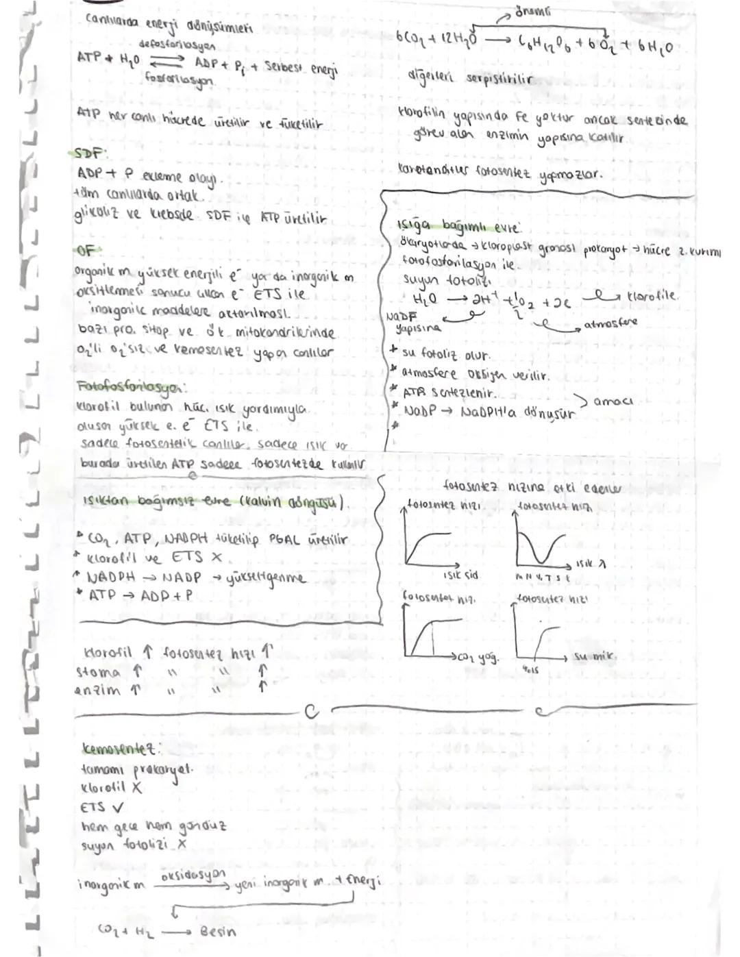 canlilarda enerji dönüsümleri