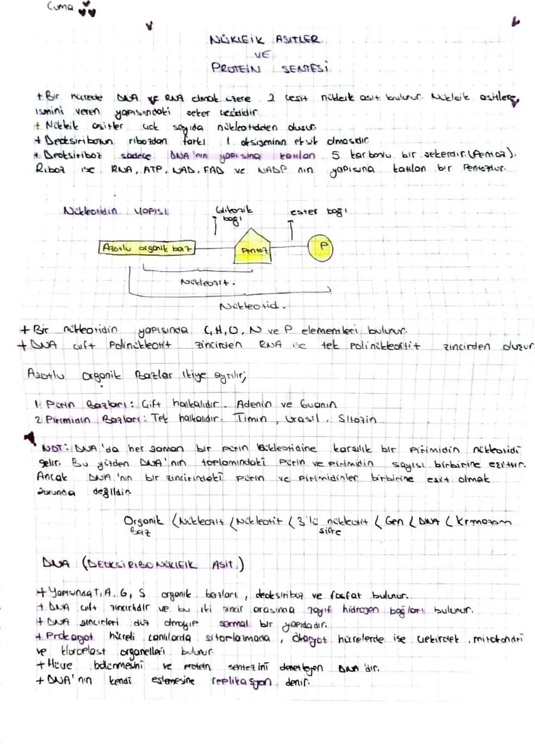 AYT BİO NÜKLEİK ASİT VE PROTEİN SENTEZİ