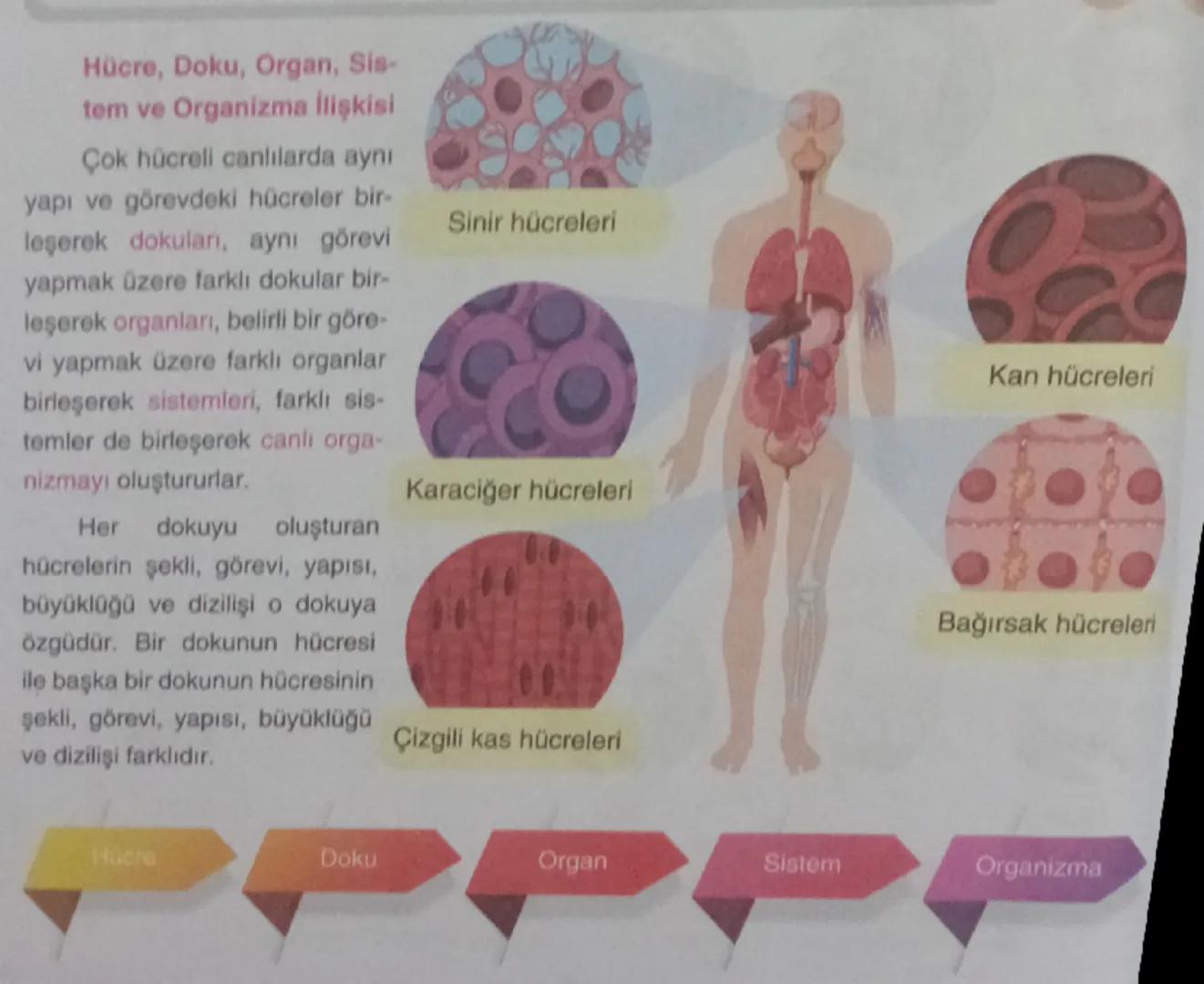 Hücre, Doku, Organ, Sis-
tem ve Organizma İlişkisi

Çok hücreli canlılarda aynı
yapı ve görevdeki hücreler bir-
leşerek dokuları, aynı görev