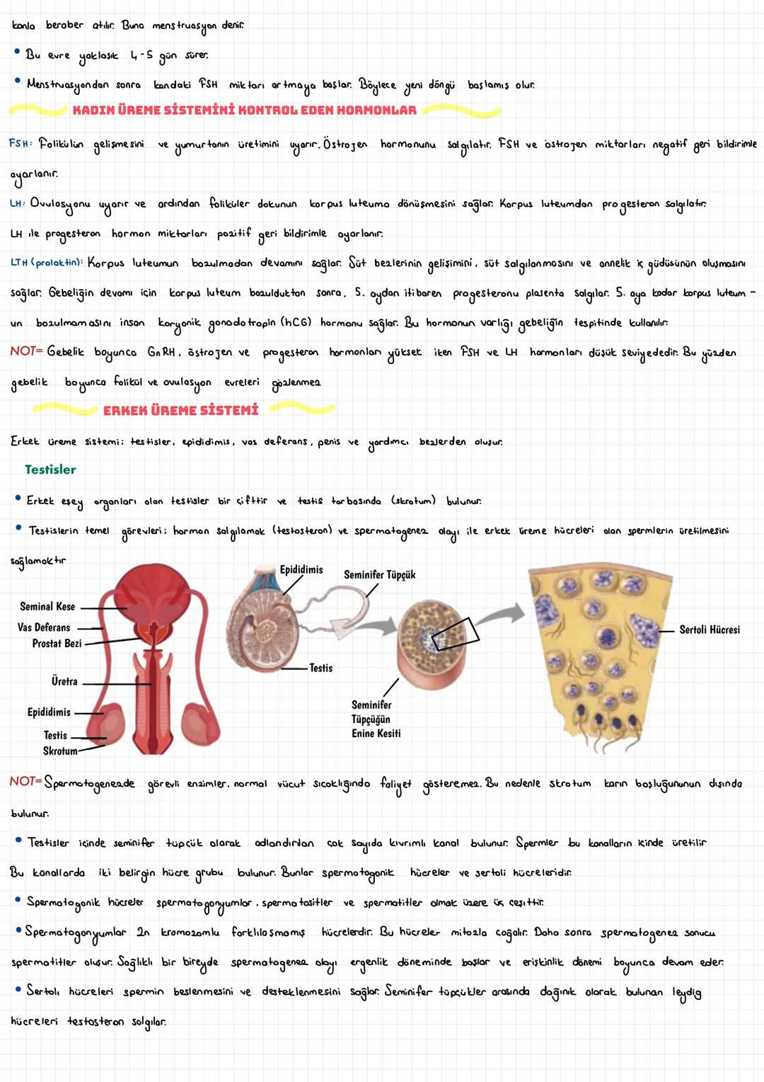  ÜREME SİSTEMİ
İNSANDA ÜREME SİSTEMİ
İnsan da üreme sistemi, sinir sistemi ve hormonal sistemin etkisi altındadır. Üreme organları kadın ve 