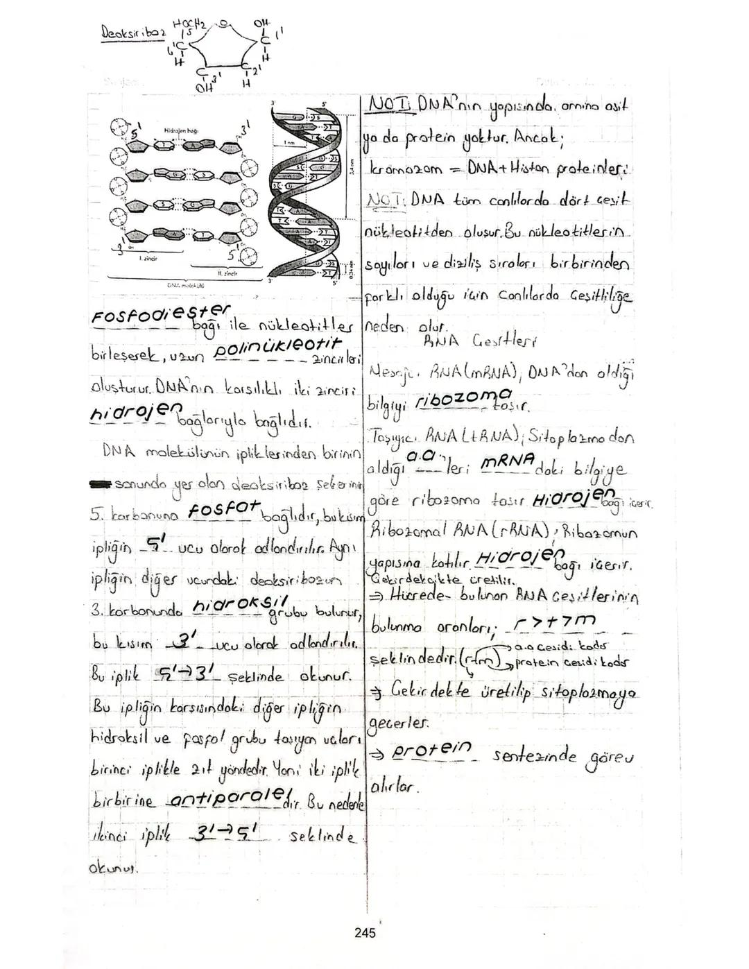 Nükleik Asitlerin Keşfi ve Önemi