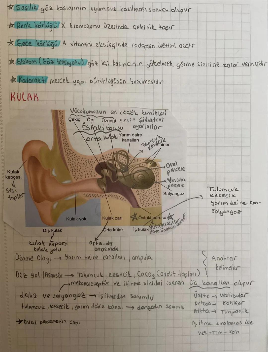 -
DUYU ORGANLARI -
Reseptörler
Fotoreseptor Isik Göz
Mekano reseptorses, Basing, DERI - KULAK-DIL
Kemo reseptör Kimyasal reaksiyon BURUN-DIL