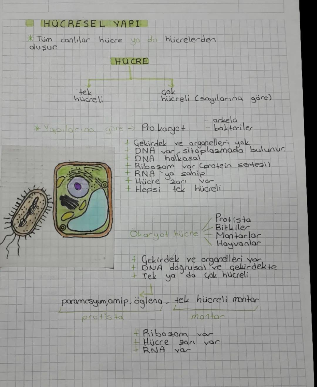 # HÜCRESEL YAPI
*Tüm canlılar hücre ya da hücrelerden
duşur.

# HÜCRE

tek
hücreli
Gok
hücreli (sayılarına göre)
*Yapılarına göre Prokaryot
