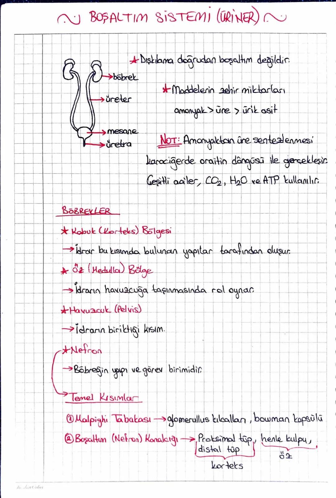 he hatolon
~ BOŞALTIM SISTEMI (URiNER) ~
* Dışkılama doğrudan boşaltım değildir.
>böbrek
üreter
Maddelerin zehir miktarları
mesane
üretra
am