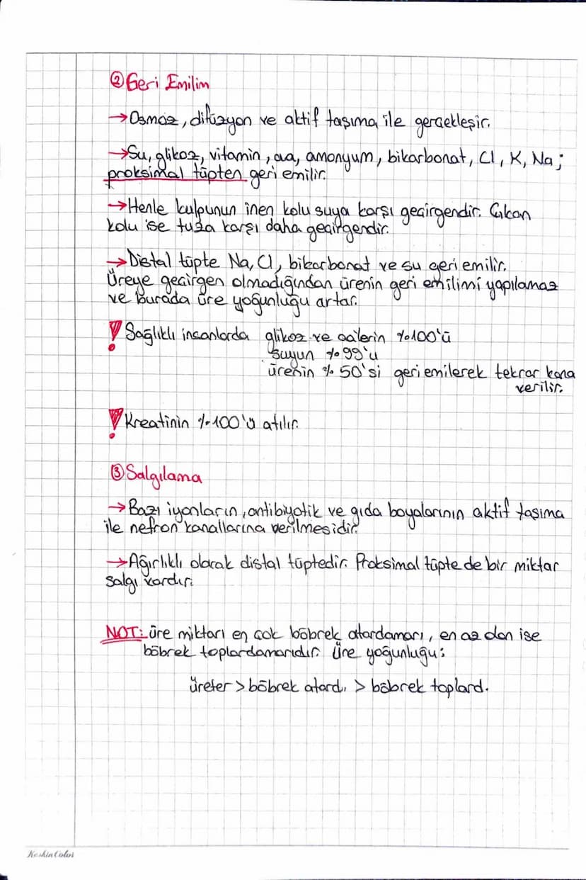 he hatolon
~ BOŞALTIM SISTEMI (URiNER) ~
* Dışkılama doğrudan boşaltım değildir.
>böbrek
üreter
Maddelerin zehir miktarları
mesane
üretra
am