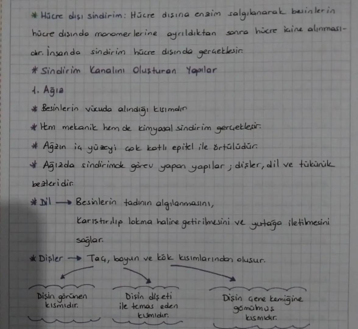 *SINDİRİM SİSTEMİ
* Sindirim Sisteminin Yapısı, Görevi ve işleyişi
*Beslenme ile alınan besinlerin hücre jaine alınabilecek boyuta gele-
re 
