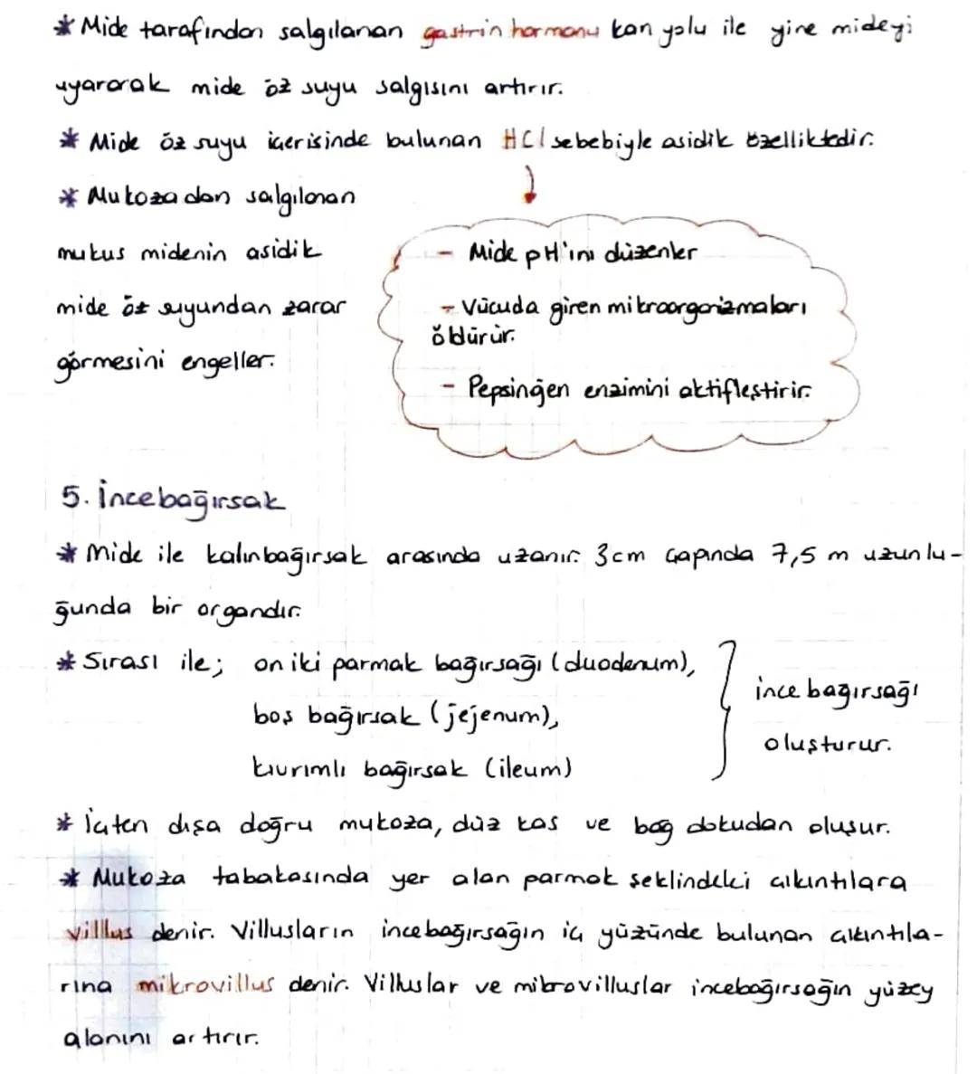 *SINDİRİM SİSTEMİ
* Sindirim Sisteminin Yapısı, Görevi ve işleyişi
*Beslenme ile alınan besinlerin hücre jaine alınabilecek boyuta gele-
re 