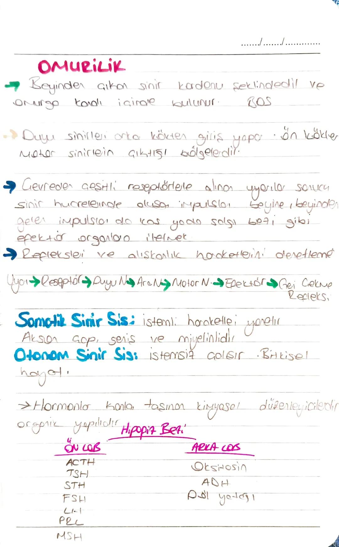 BİYOLOJİ
Nöron: igten ve diston gelen uyorilon alma.
değerlendirerek ilgil: kas ve bezle iletir.
Hücre gövdesi: metabolik devamliliği sağla
