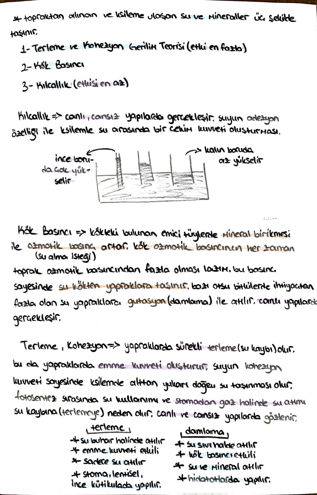 -İletim Doku-
*ksilem (Odun bozu) => Su ve mineral taşır, (inorganik madde)
trake ve traketlerden oluşurlar. dü nücrelerdir, lignin birikimi