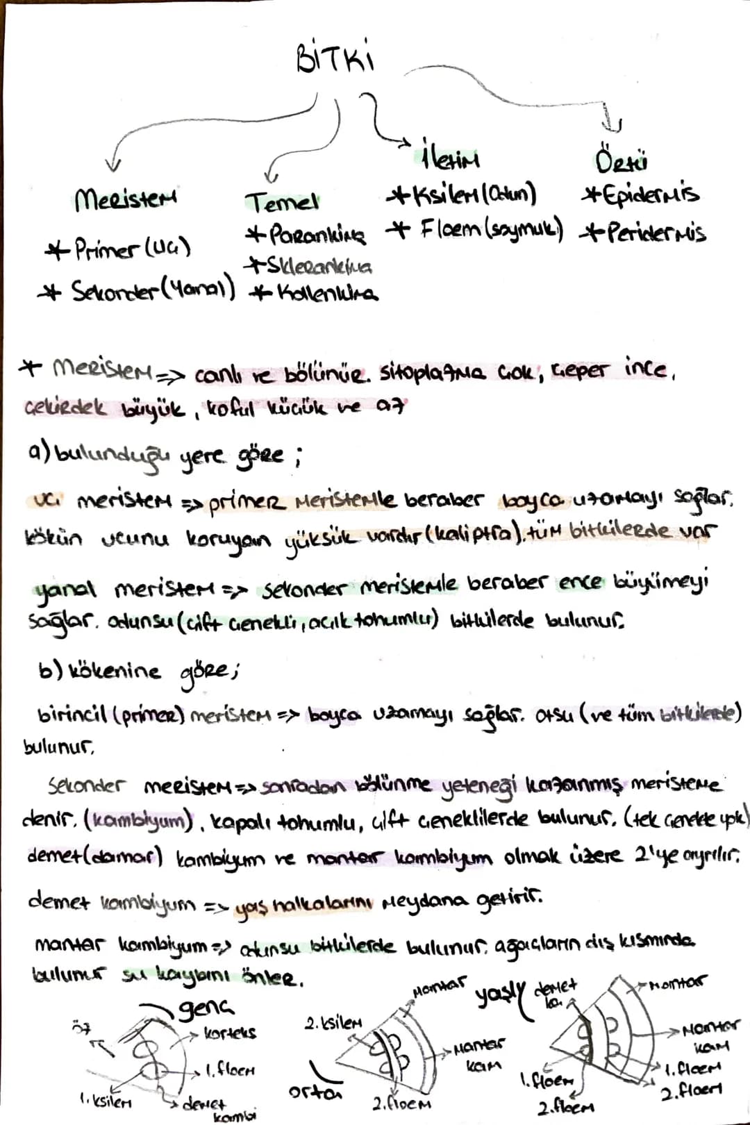 -İletim Doku-
*ksilem (Odun bozu) => Su ve mineral taşır, (inorganik madde)
trake ve traketlerden oluşurlar. dü nücrelerdir, lignin birikimi