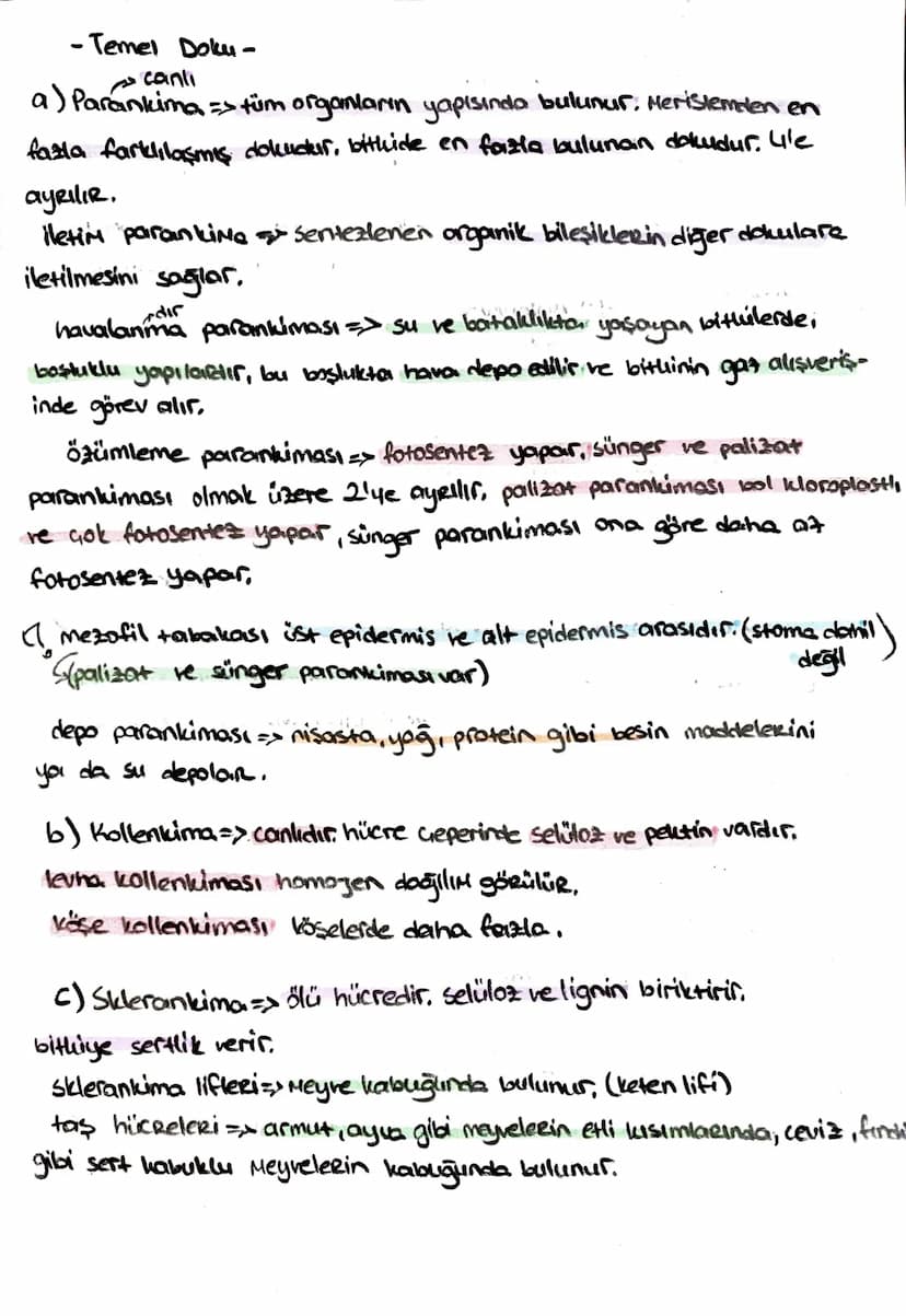 -İletim Doku-
*ksilem (Odun bozu) => Su ve mineral taşır, (inorganik madde)
trake ve traketlerden oluşurlar. dü nücrelerdir, lignin birikimi
