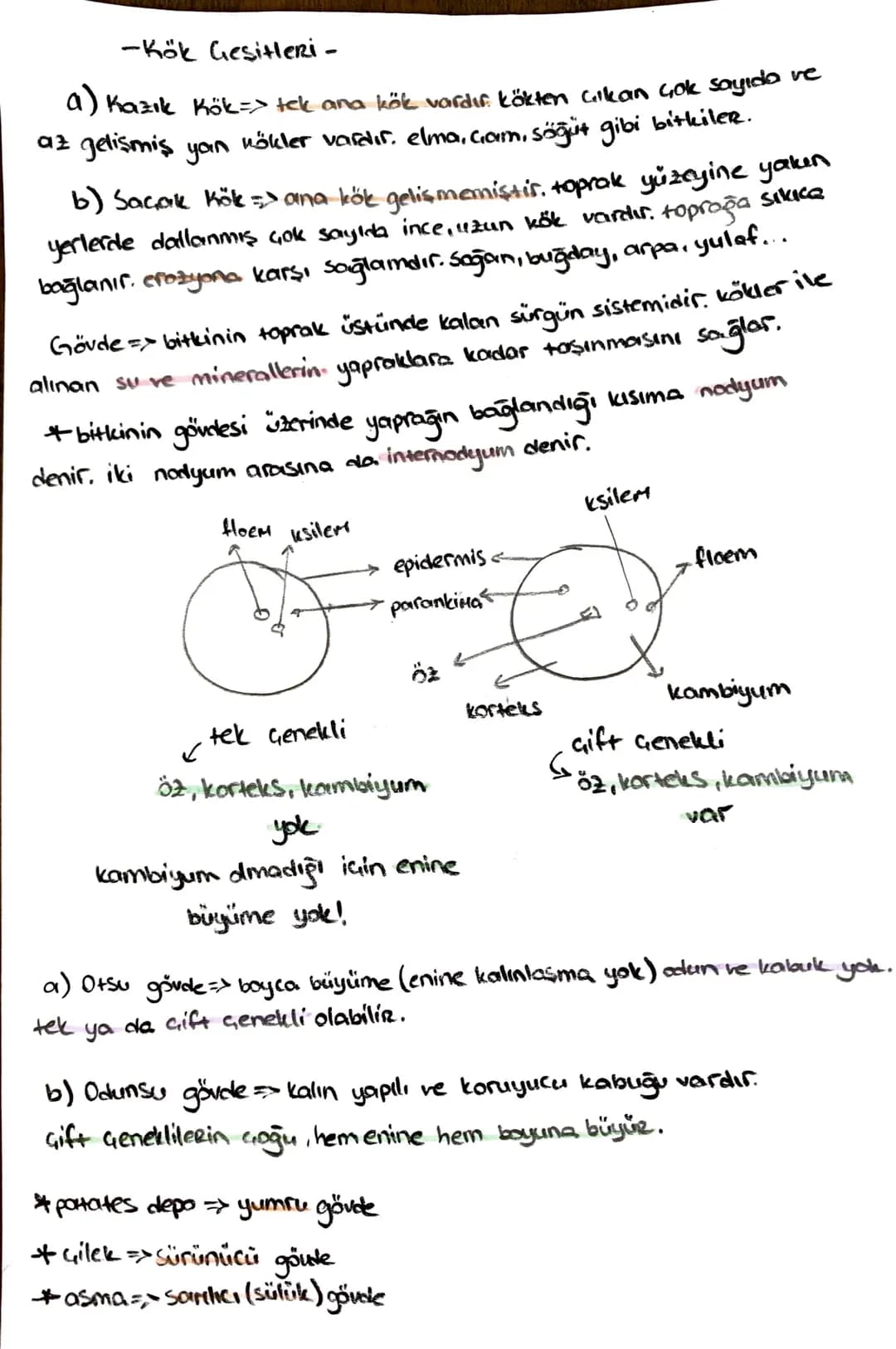 -İletim Doku-
*ksilem (Odun bozu) => Su ve mineral taşır, (inorganik madde)
trake ve traketlerden oluşurlar. dü nücrelerdir, lignin birikimi