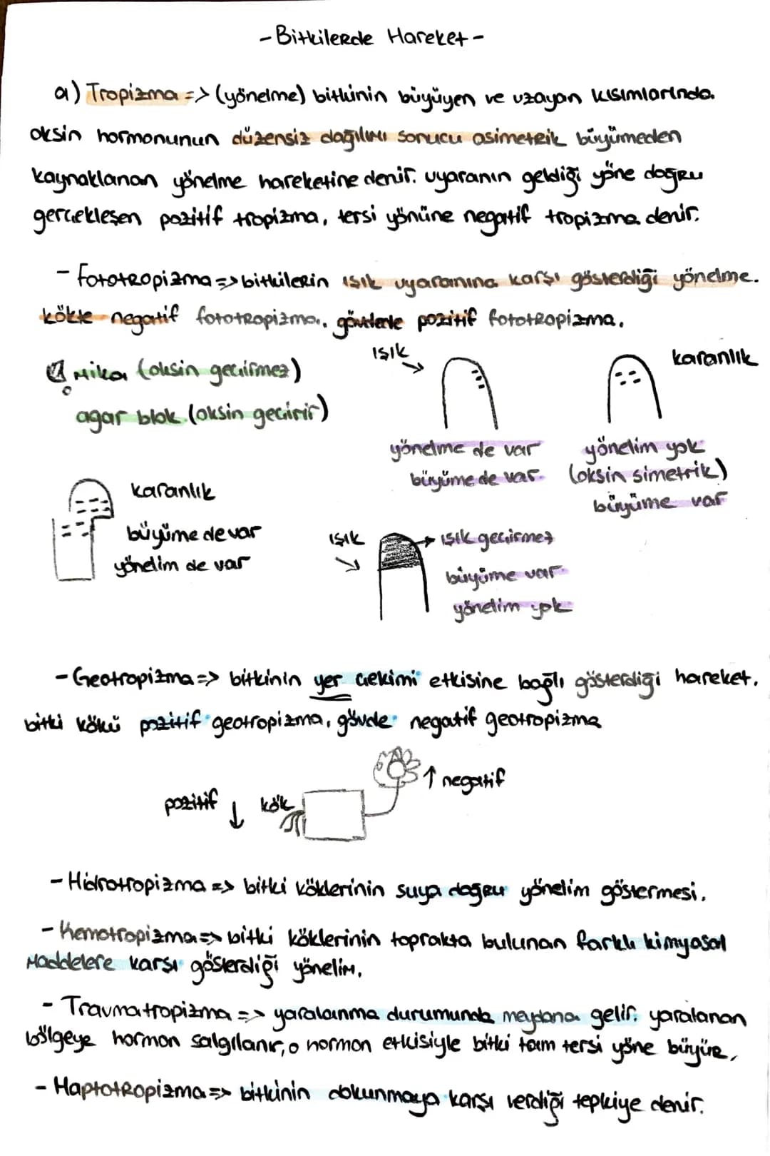 -İletim Doku-
*ksilem (Odun bozu) => Su ve mineral taşır, (inorganik madde)
trake ve traketlerden oluşurlar. dü nücrelerdir, lignin birikimi