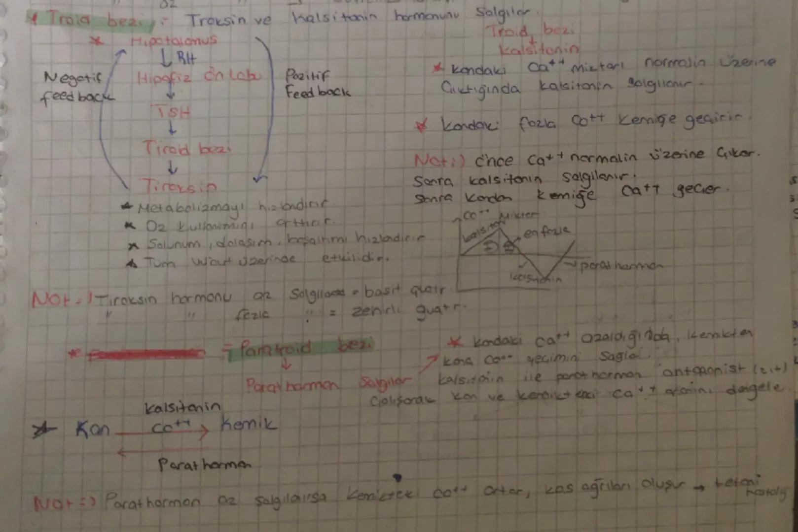 # Hipofiz bezi

STH
(Buyume Hormonul)
*   Tum vucud Uzerinde
eth eder
*   Hedef cromi kemik ve

# Hipotalamus

Hiporin on Looυ

MSH
(Mavancs