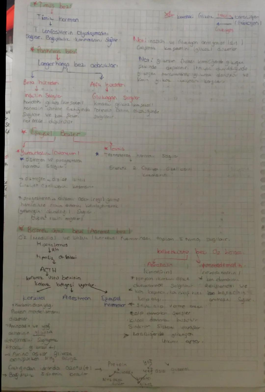 # Hipofiz bezi

STH
(Buyume Hormonul)
*   Tum vucud Uzerinde
eth eder
*   Hedef cromi kemik ve

# Hipotalamus

Hiporin on Looυ

MSH
(Mavancs