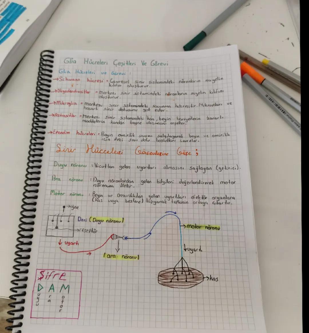 11 biyoloji sinir hücreleri ve görevi 