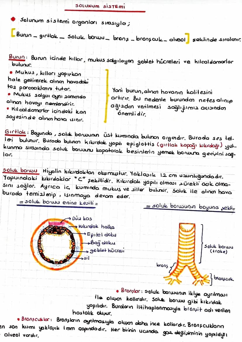 SOLUNUM SISTEMI
Solunum sistemi organları sırasıyla;
-
[Burun gırtlak.
- Soluk borusu_ brons _ brons cuk- alveol,
-
seklinde sıralanı
Burun: