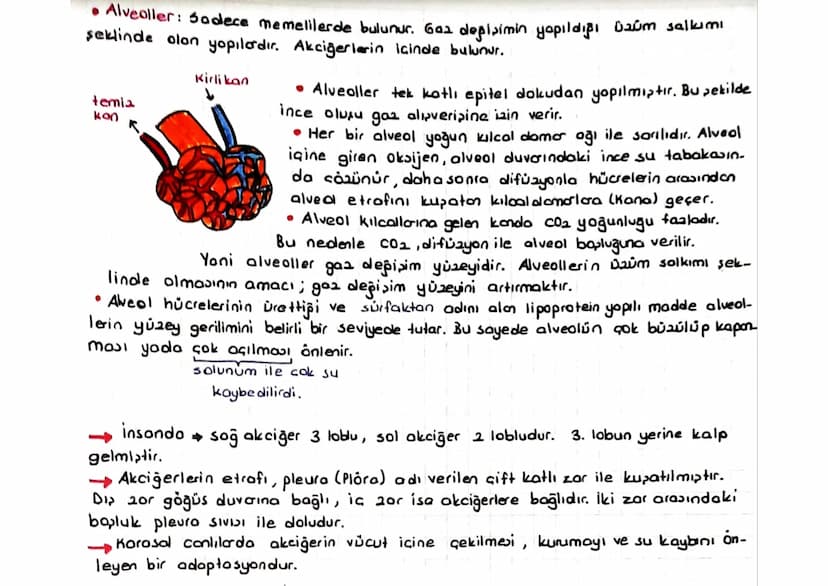 SOLUNUM SISTEMI
Solunum sistemi organları sırasıyla;
-
[Burun gırtlak.
- Soluk borusu_ brons _ brons cuk- alveol,
-
seklinde sıralanı
Burun: