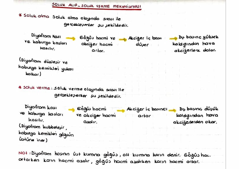 SOLUNUM SISTEMI
Solunum sistemi organları sırasıyla;
-
[Burun gırtlak.
- Soluk borusu_ brons _ brons cuk- alveol,
-
seklinde sıralanı
Burun: