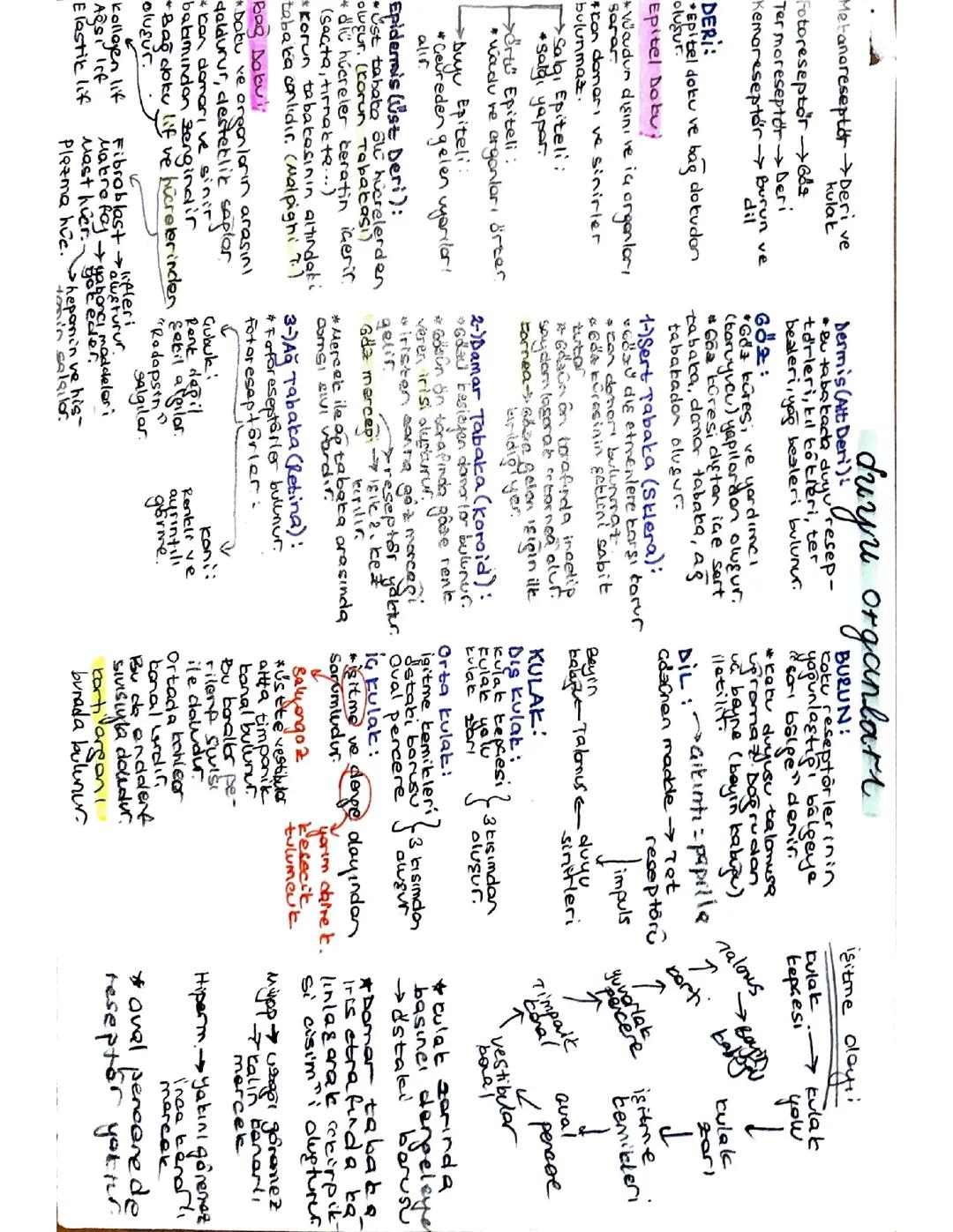 AYT BİYOLOJİ DUYU ORGANLARI