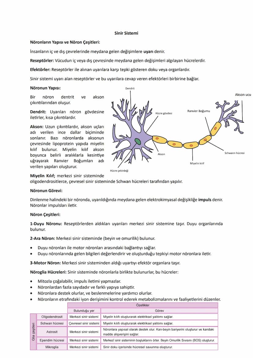 Sinir Sistemi
Nöronların Yapısı ve Nöron Çeşitleri:
İnsanların iç ve dış çevrelerinde meydana gelen değişimlere uyarı denir.
Reseptörler: Vü